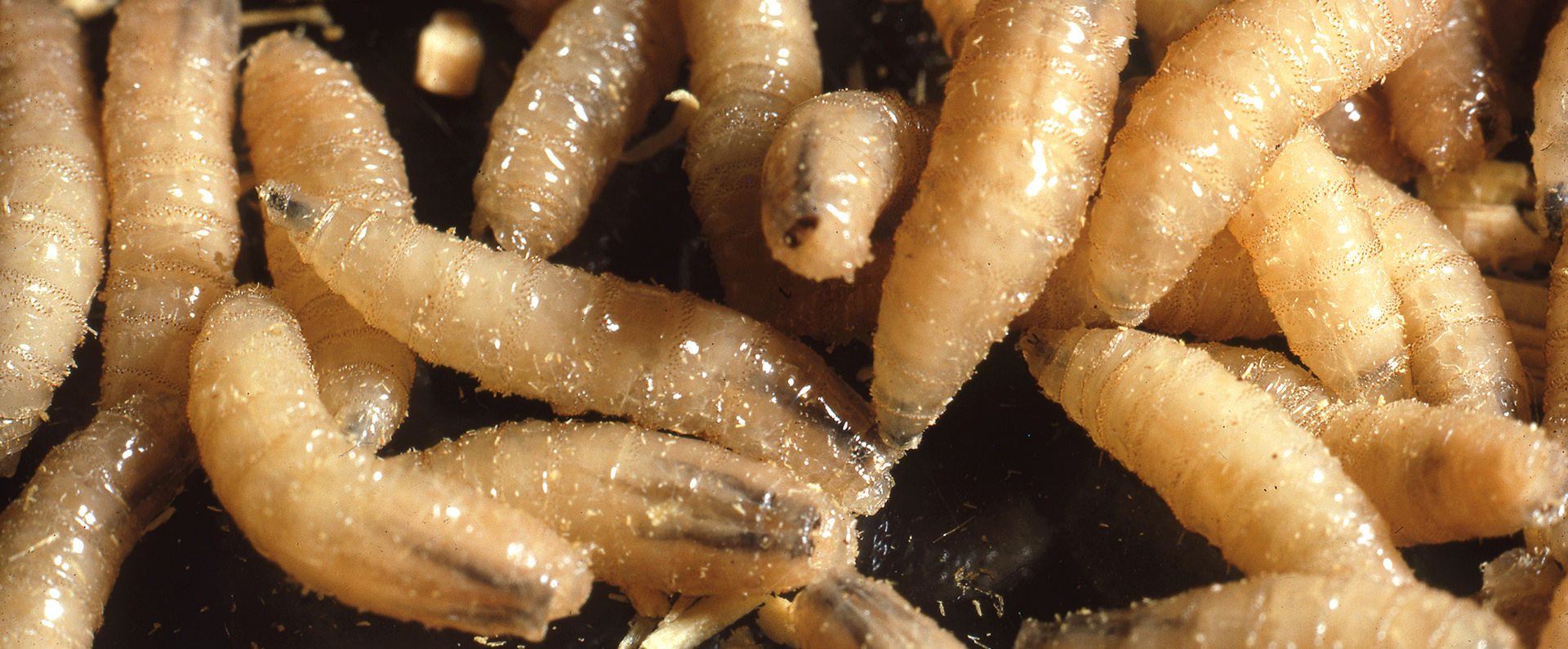 Screwworms