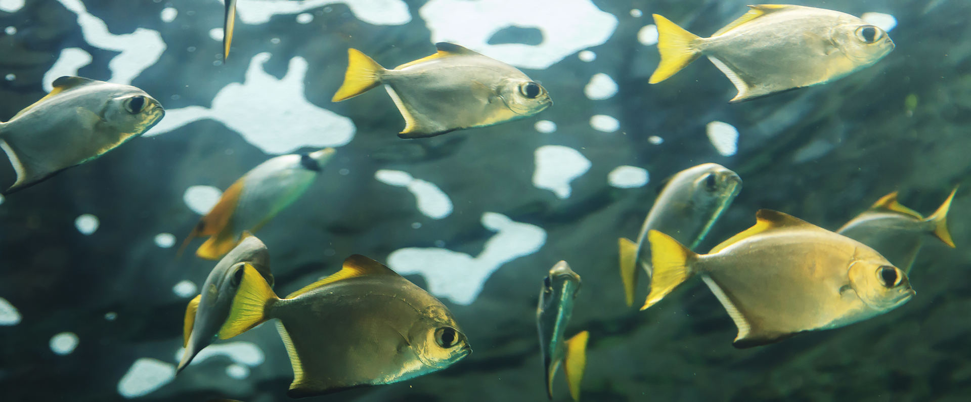 Pompano in a tank
