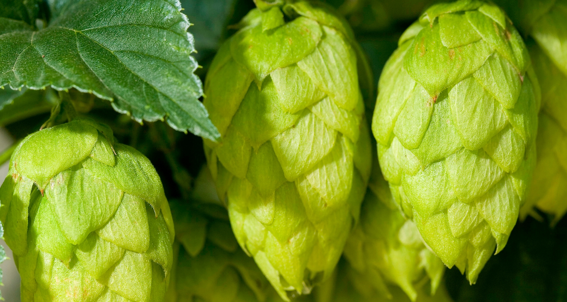 Fresh hop cones