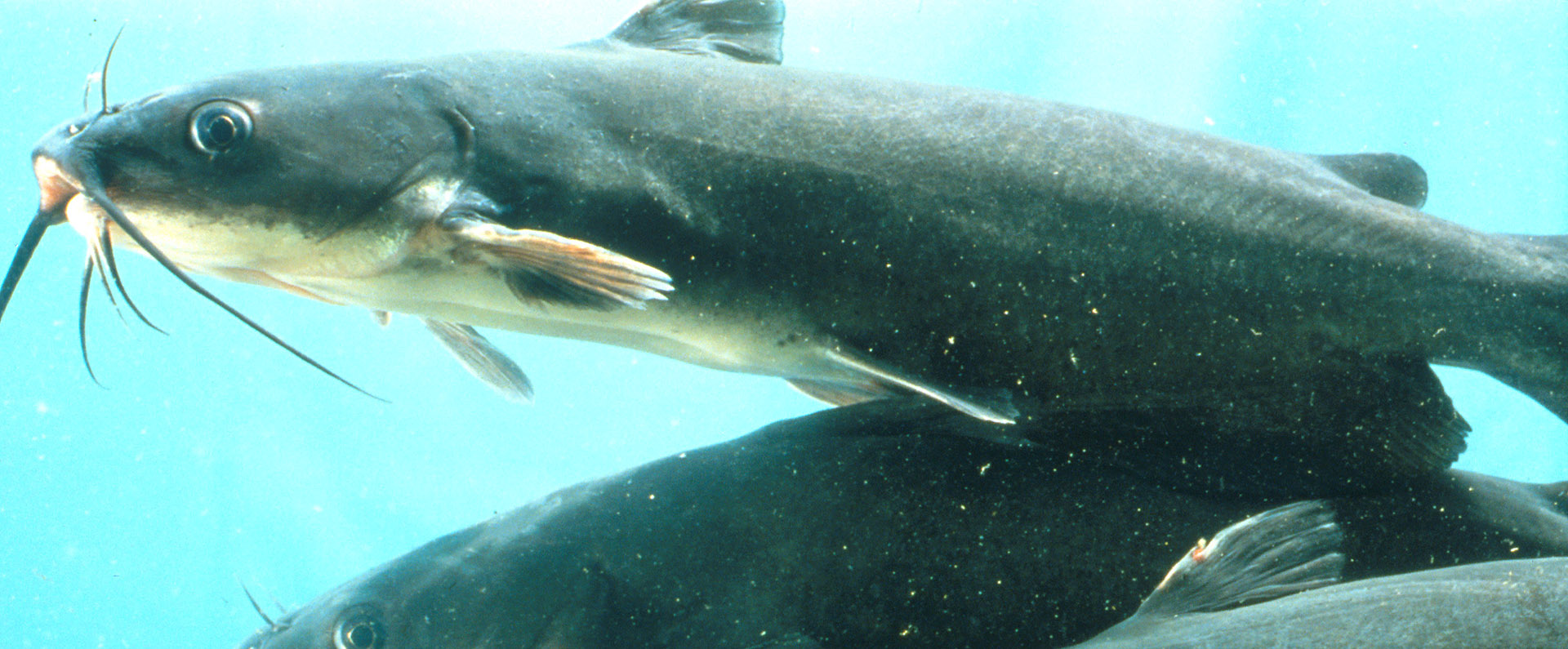 Catfish swimming in a tank