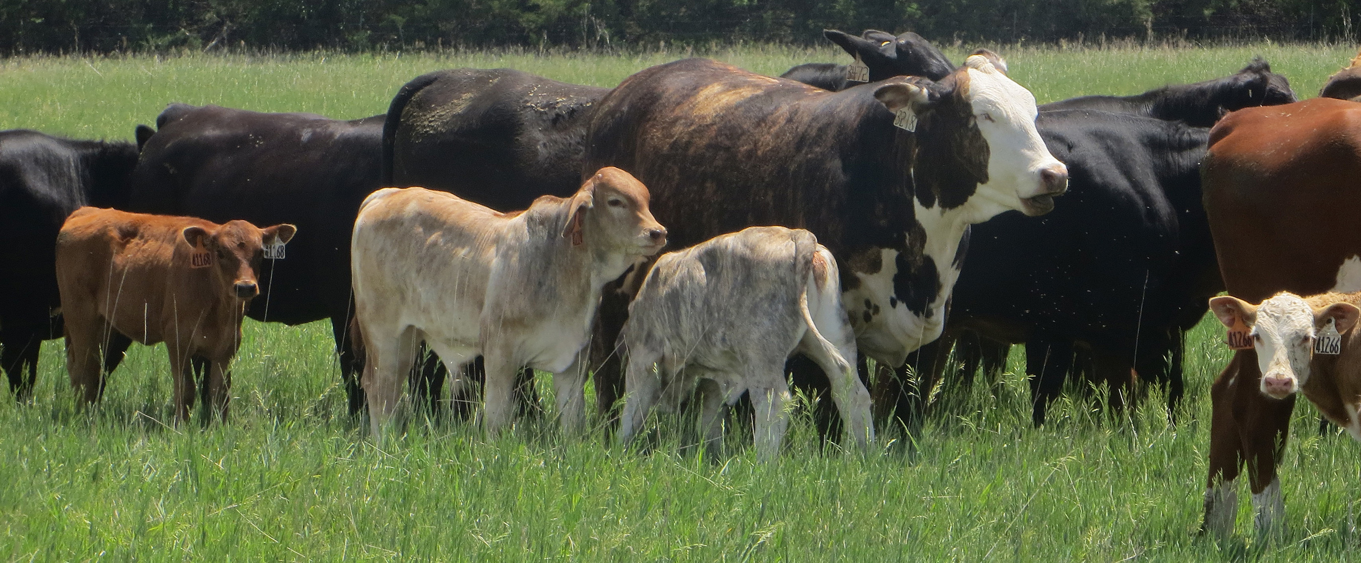 A herd of cattle in a field