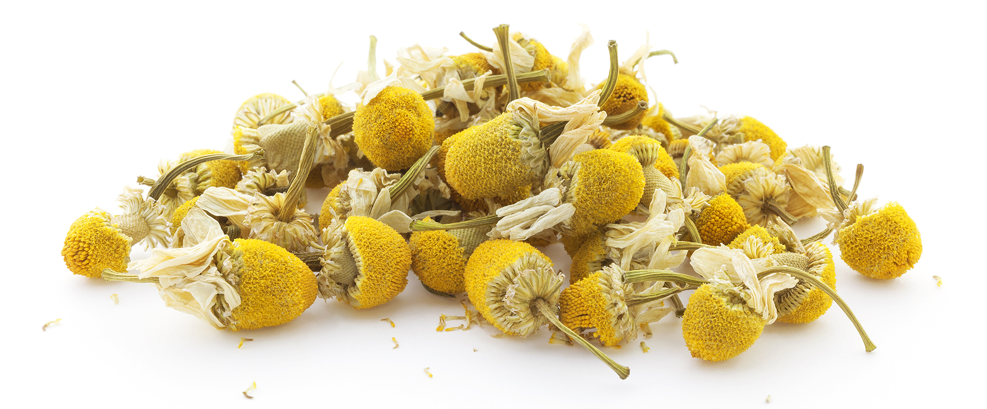 Pineapple weed