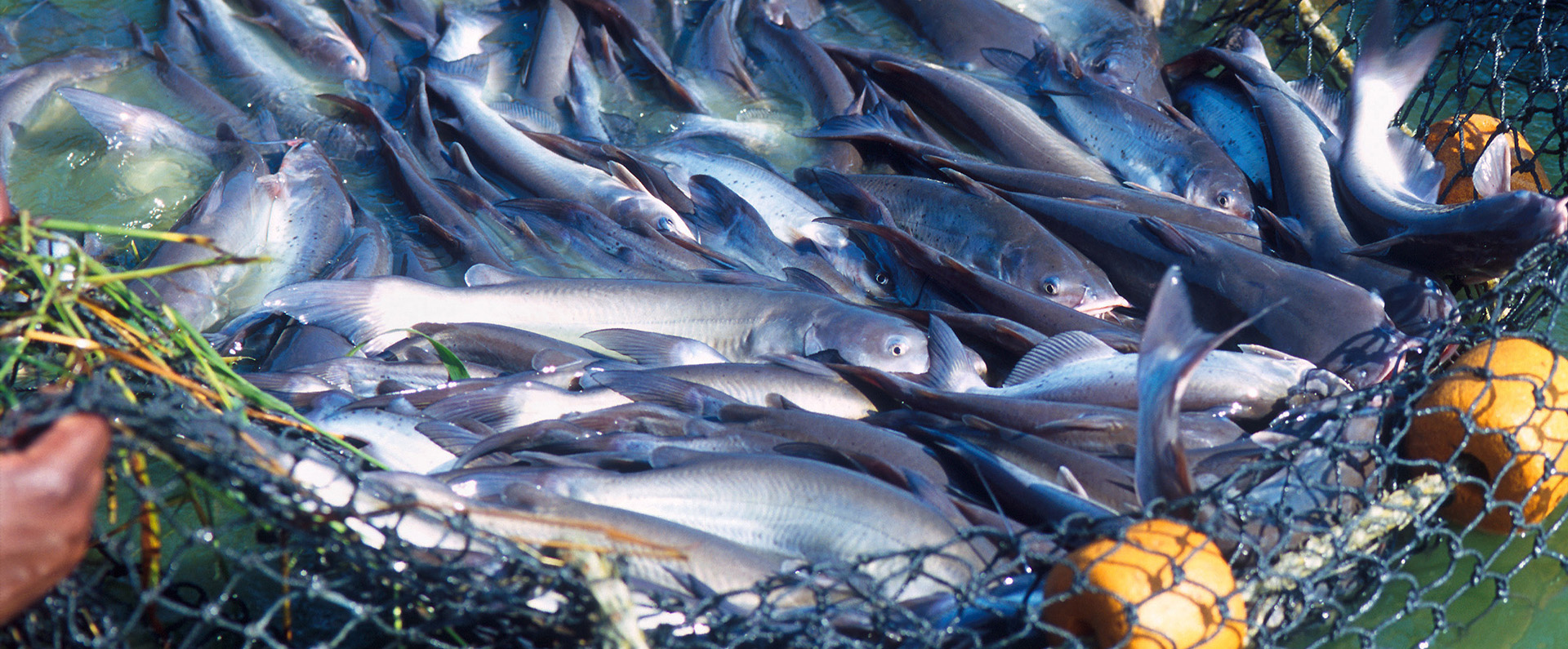 A net full of catfish