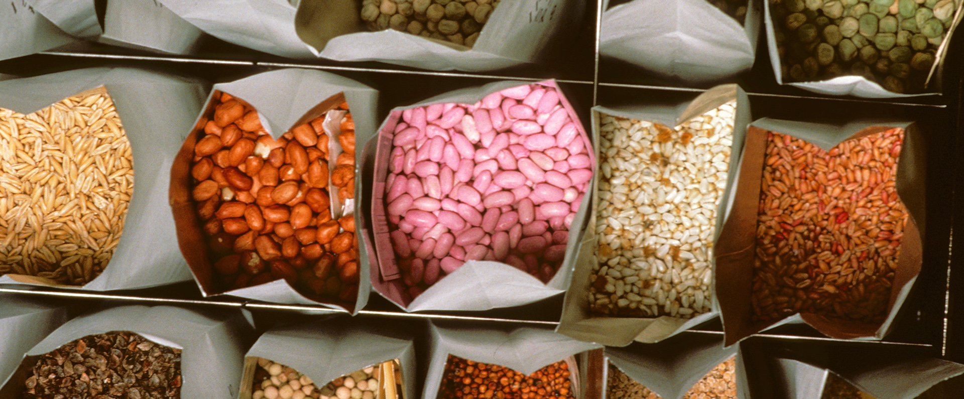 A variety of seeds