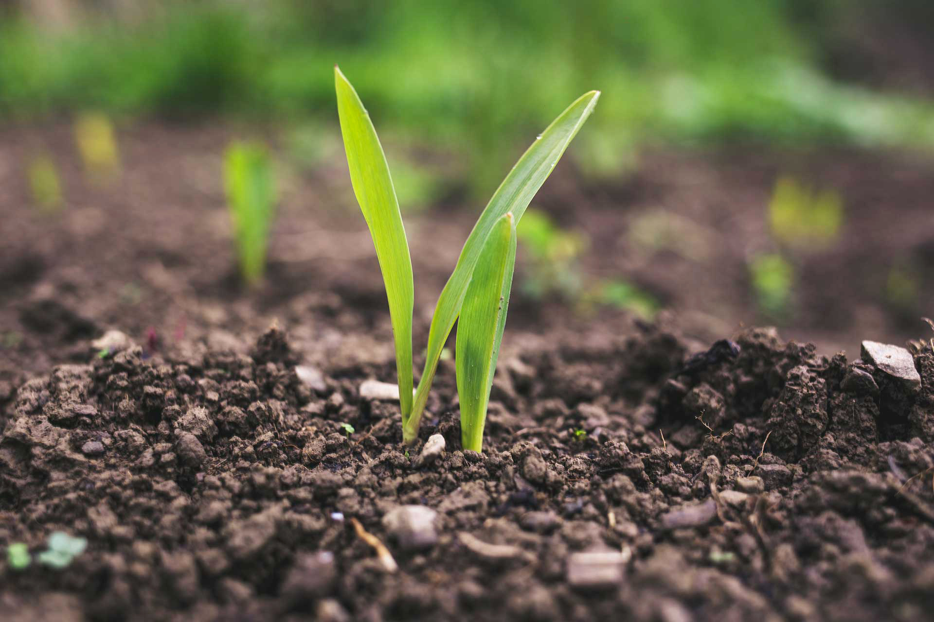 A seedling sprouting from soil
