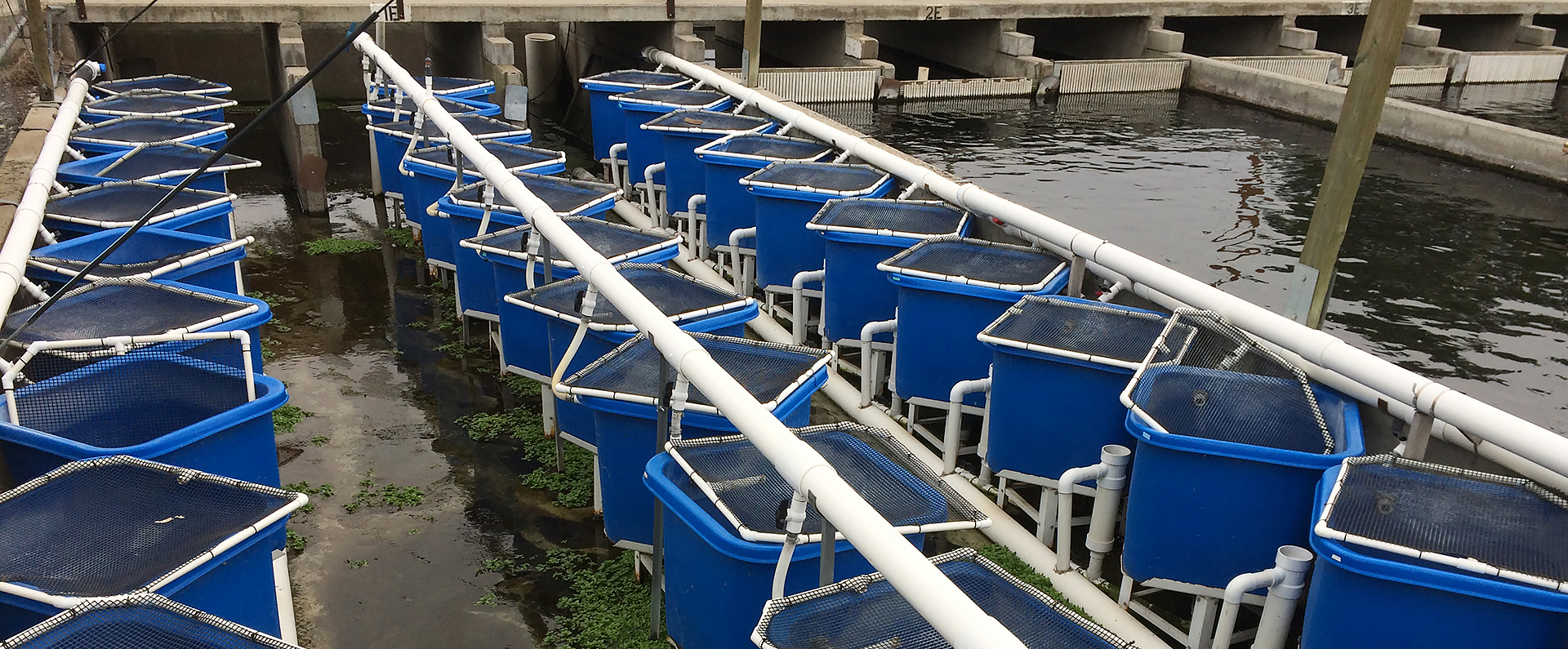 Rows of fish tanks at the experiment site in Idaho