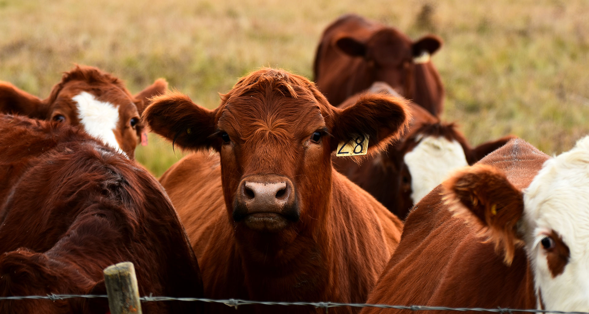 cows in a field