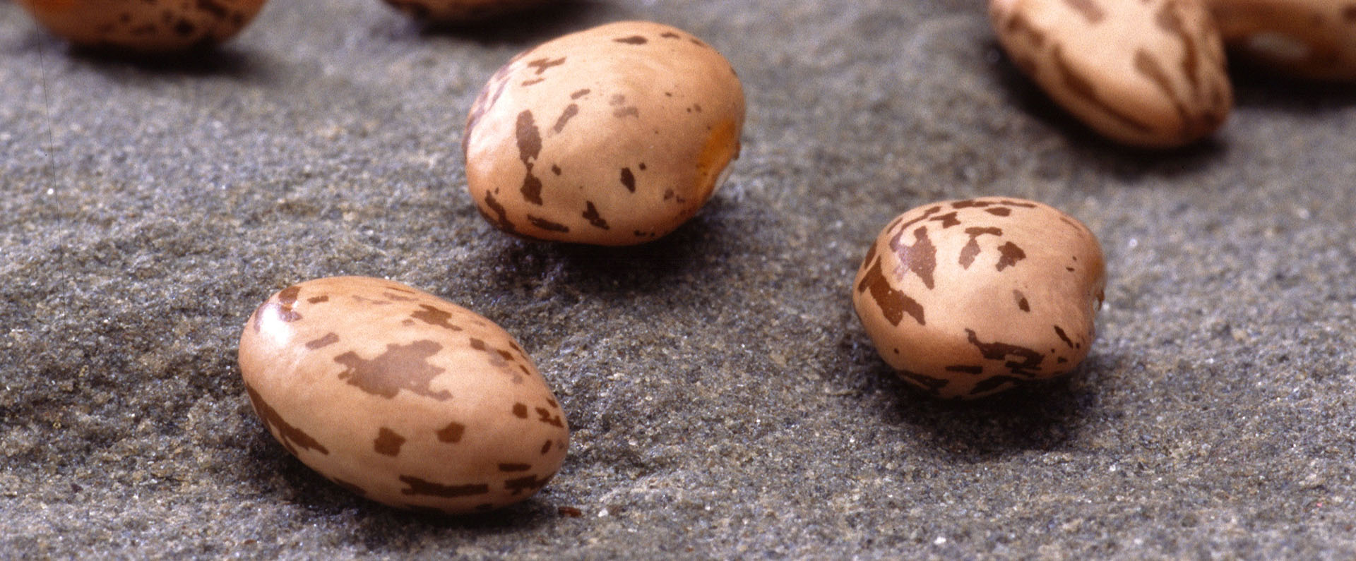 Pinto beans