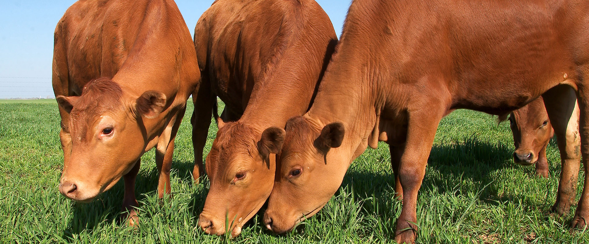 Three cows grazing in field