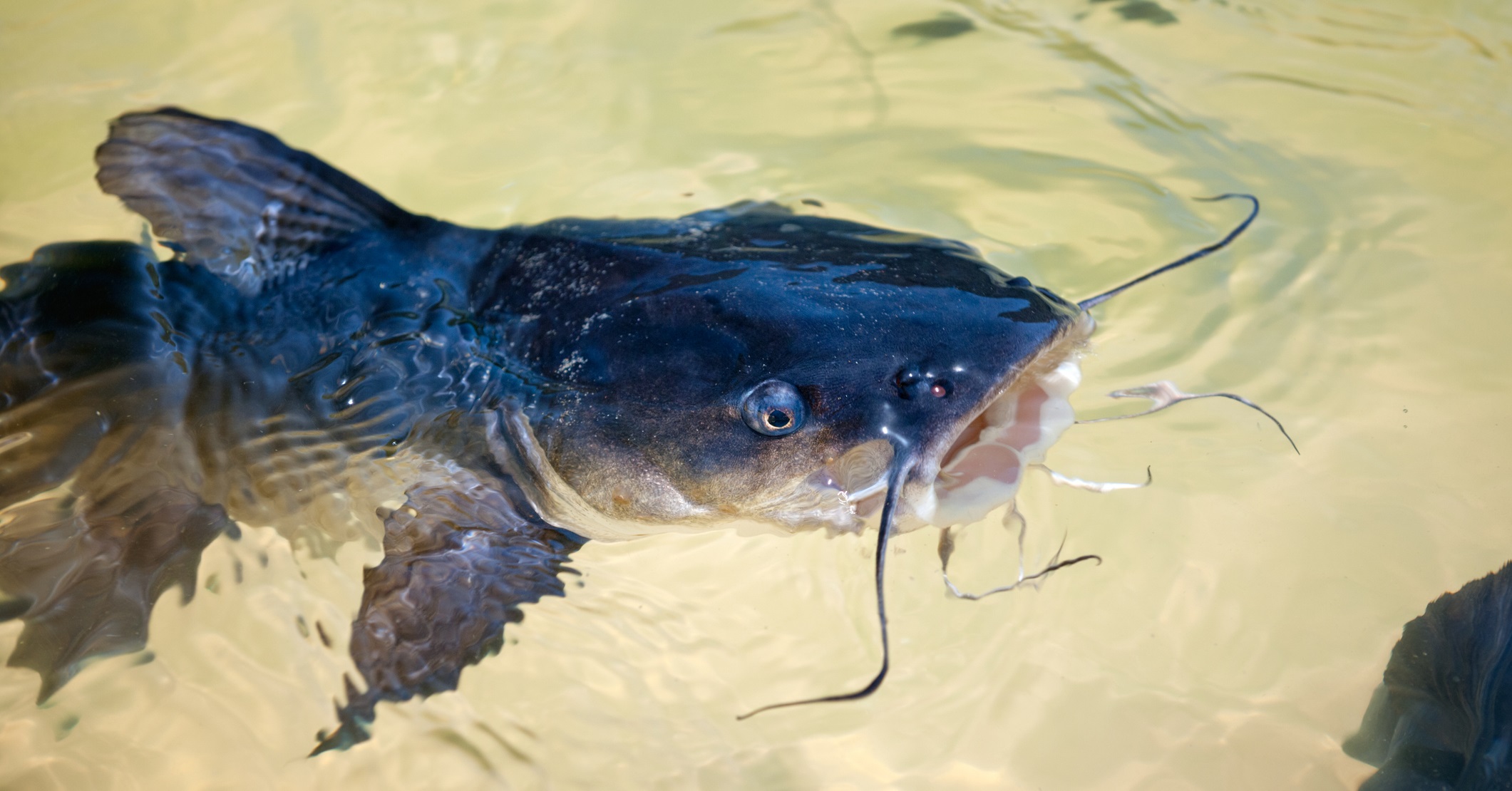 Catfish in lake. (Getty Image)
