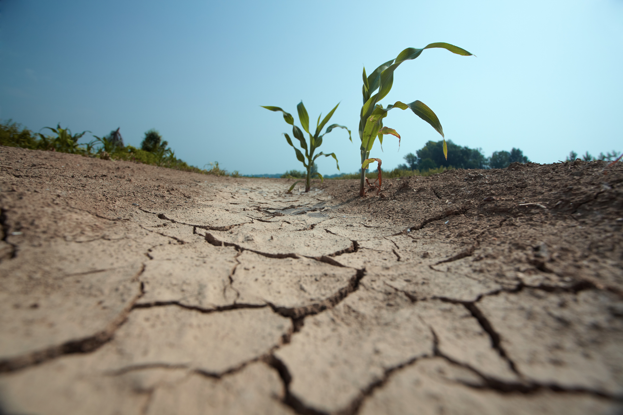 few small corn plants on the drained land. visible damage on the leaves due high temperatures (Getty Images)