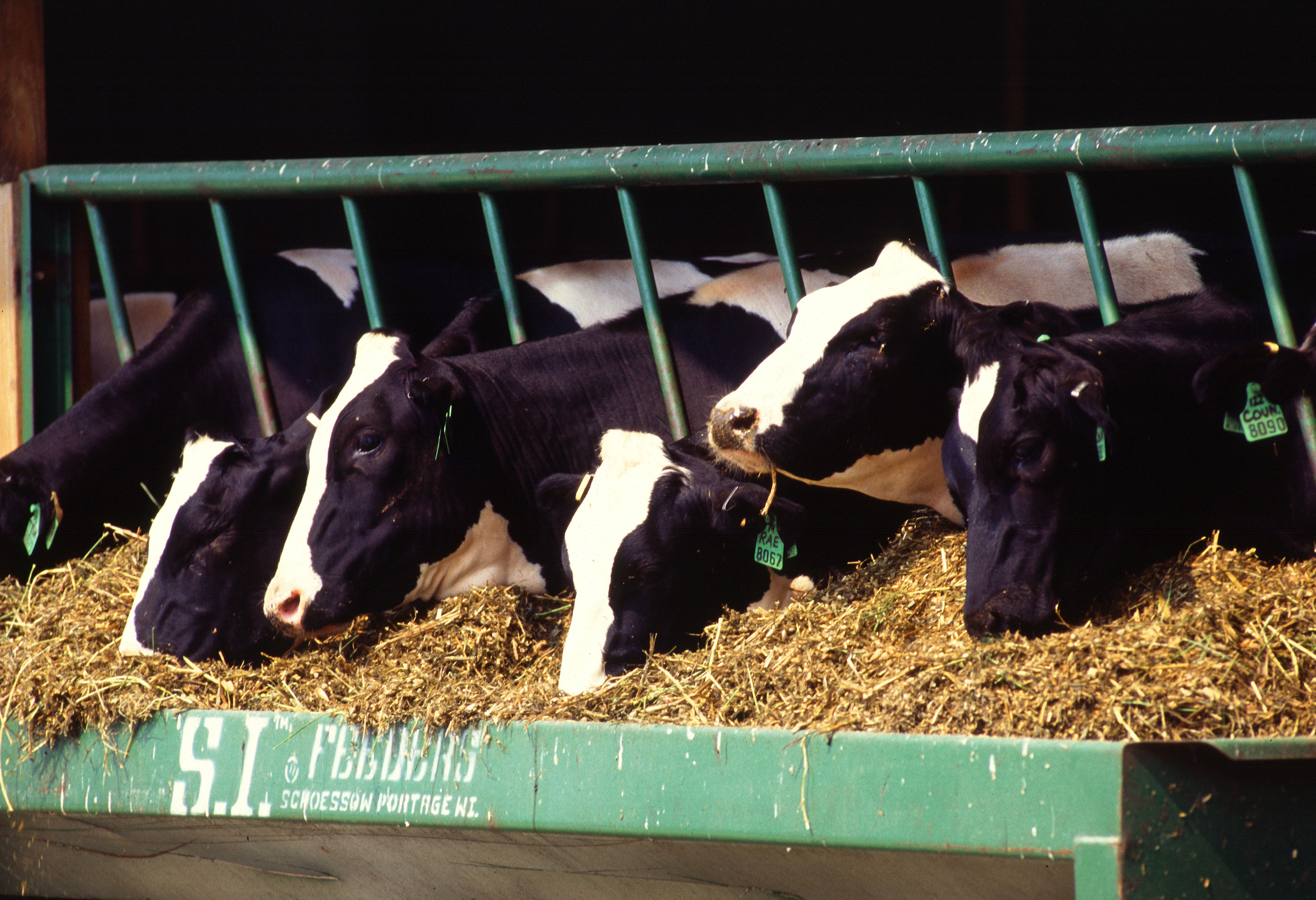 Dairy cows. (Photo by Scott Bauer, ARS)