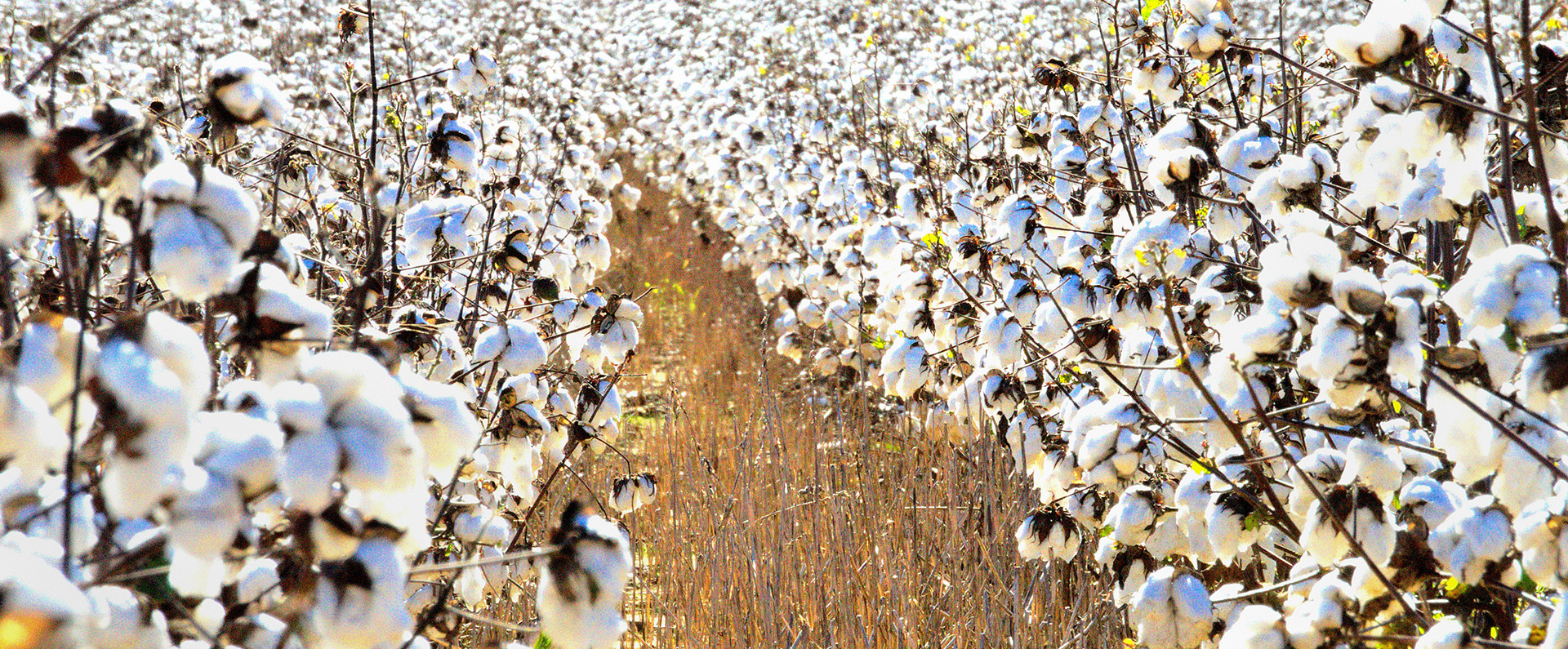 A field of cotton