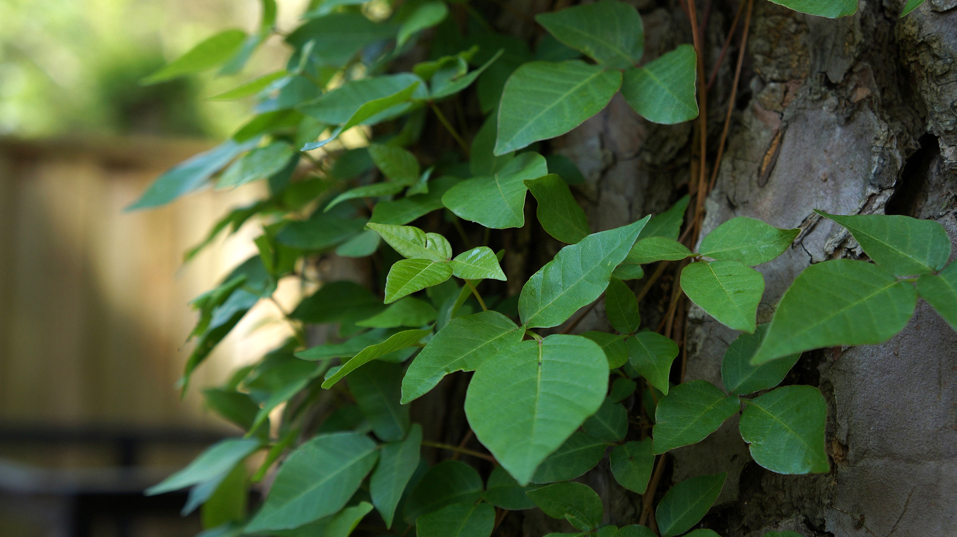 Poison ivy vine growing up tree