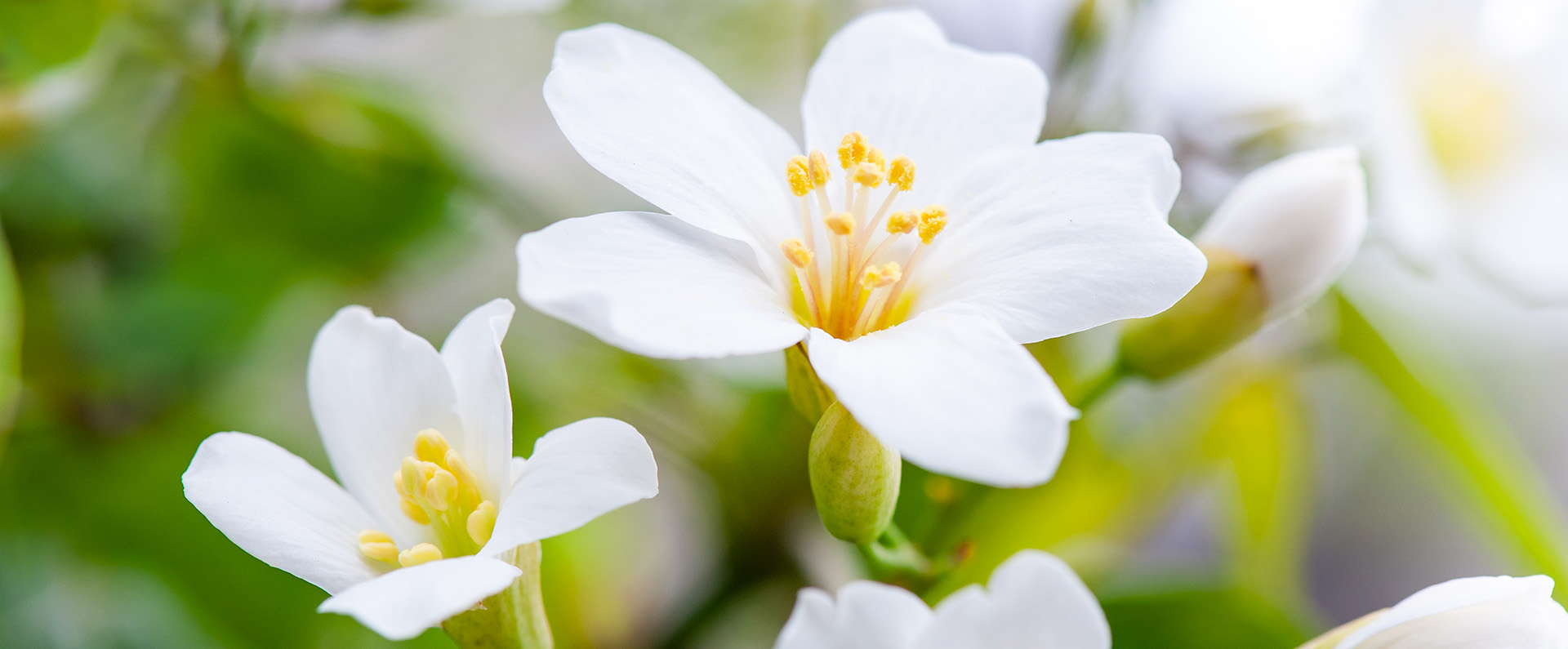 Flowers of a tung tree
