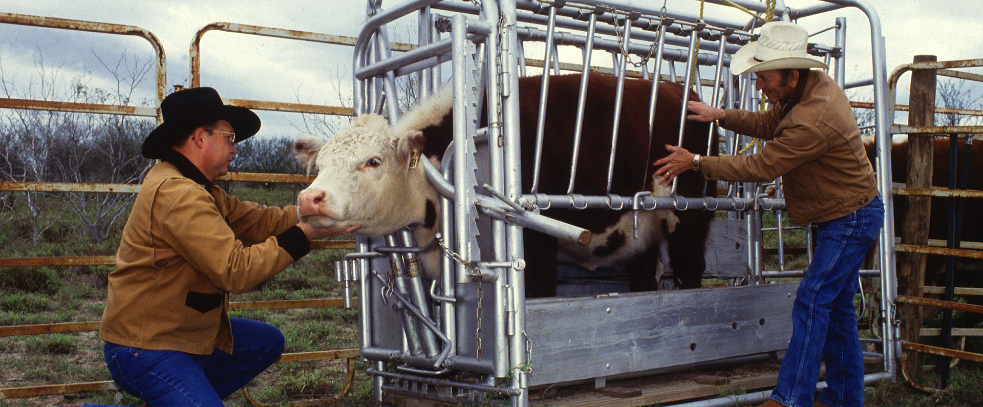 An entomologist and an animal caretaker inspecting for cattle fever ticks.