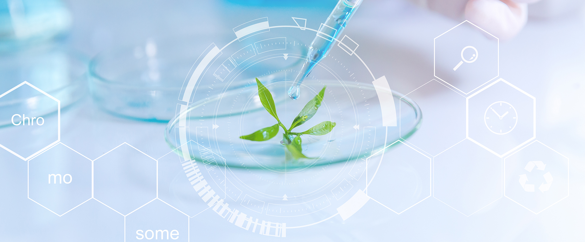 An eyedropper dispensing a liquid onto a small green seedling in a lab.