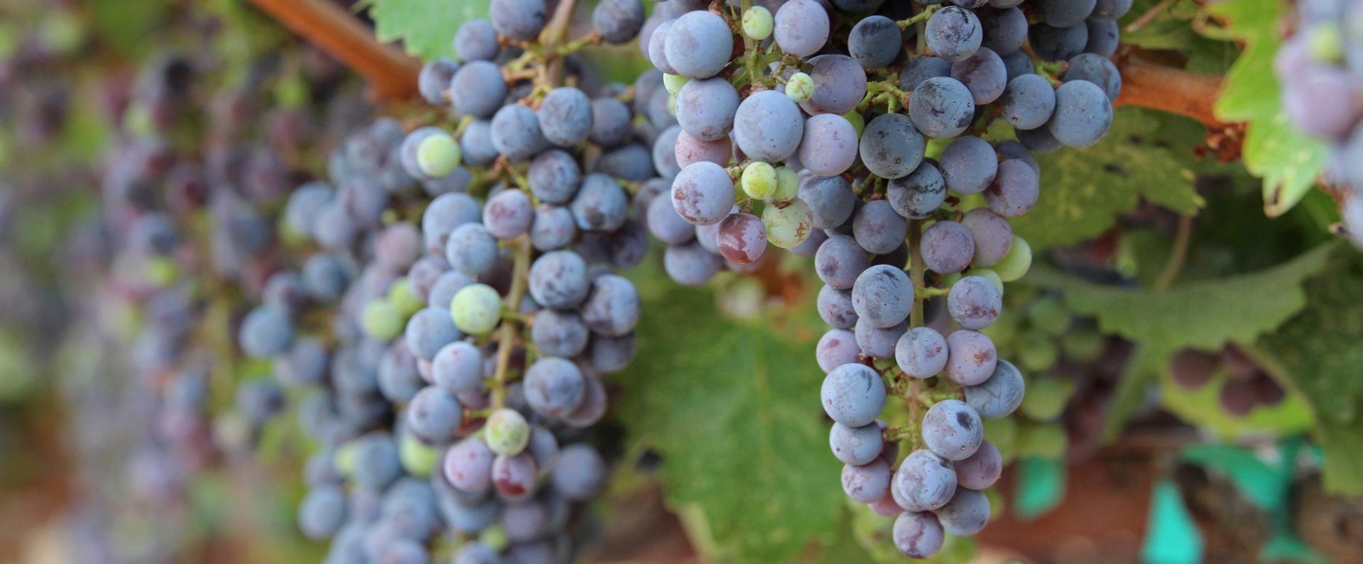 Purple grapes growing in a vineyard