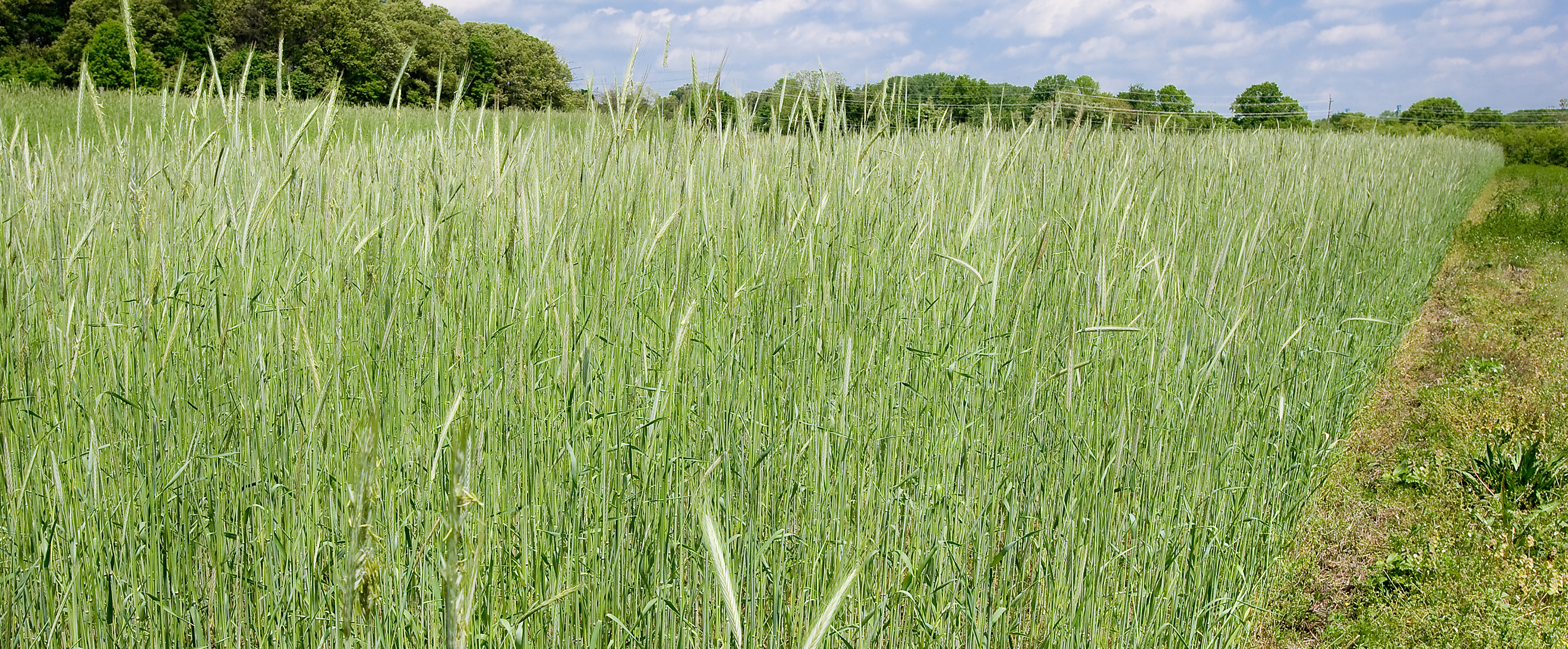 Rye cover crop