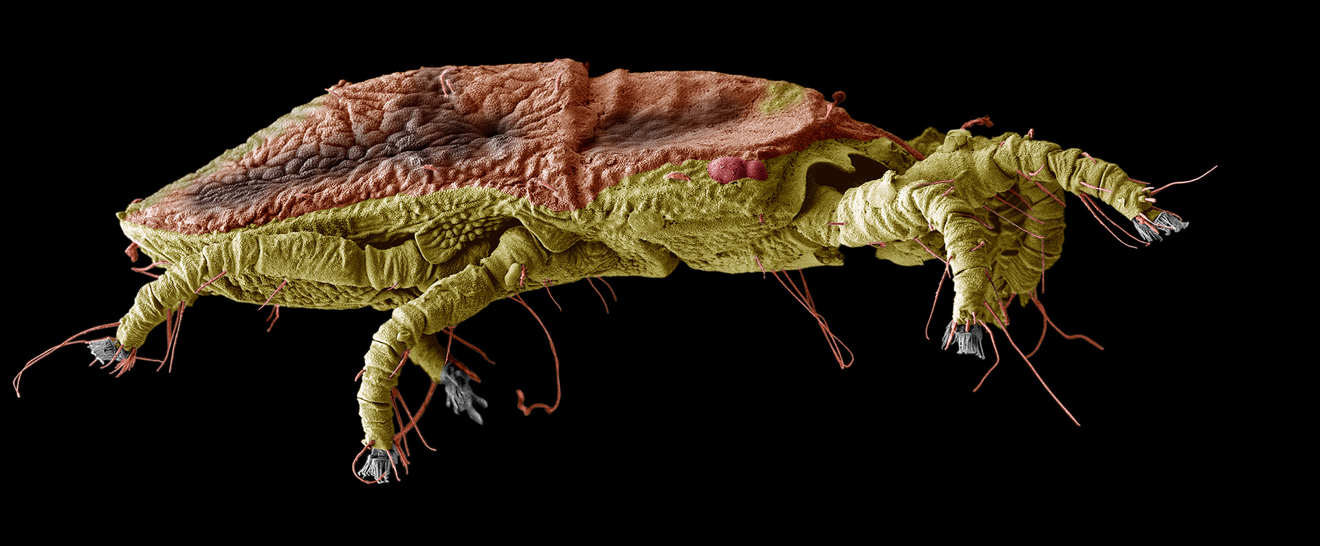 A flat mite