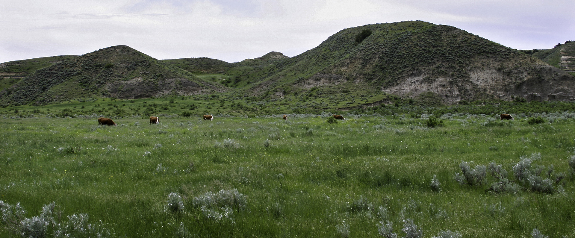 Cattle grazing in a green pasture