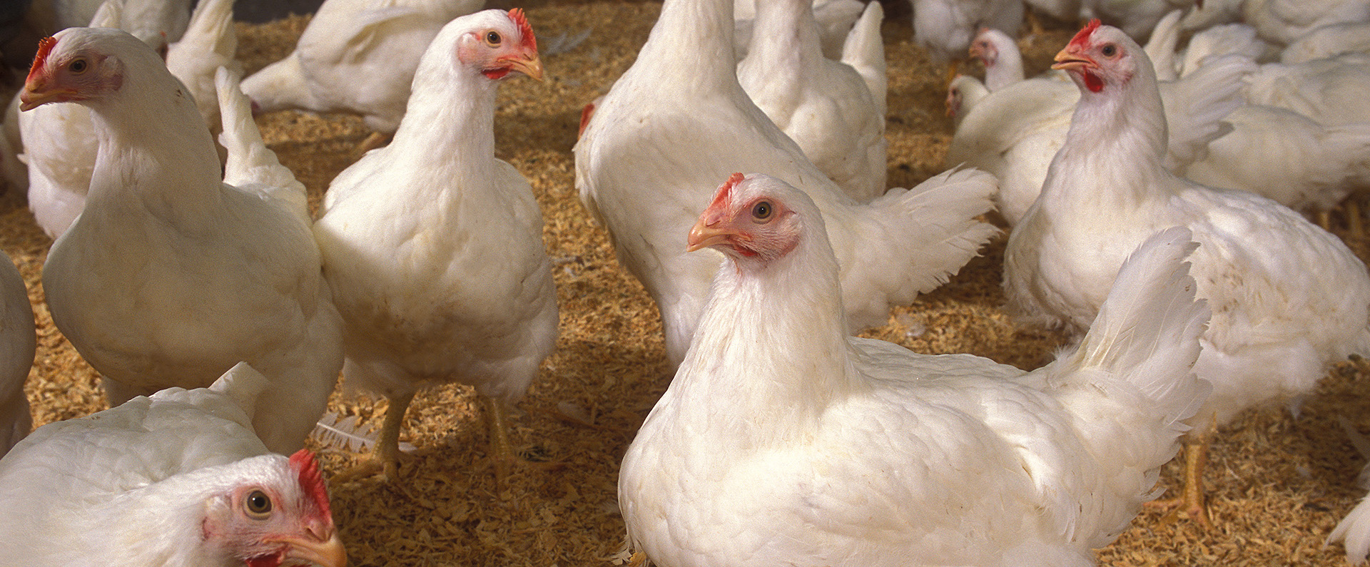 A flock of chickens