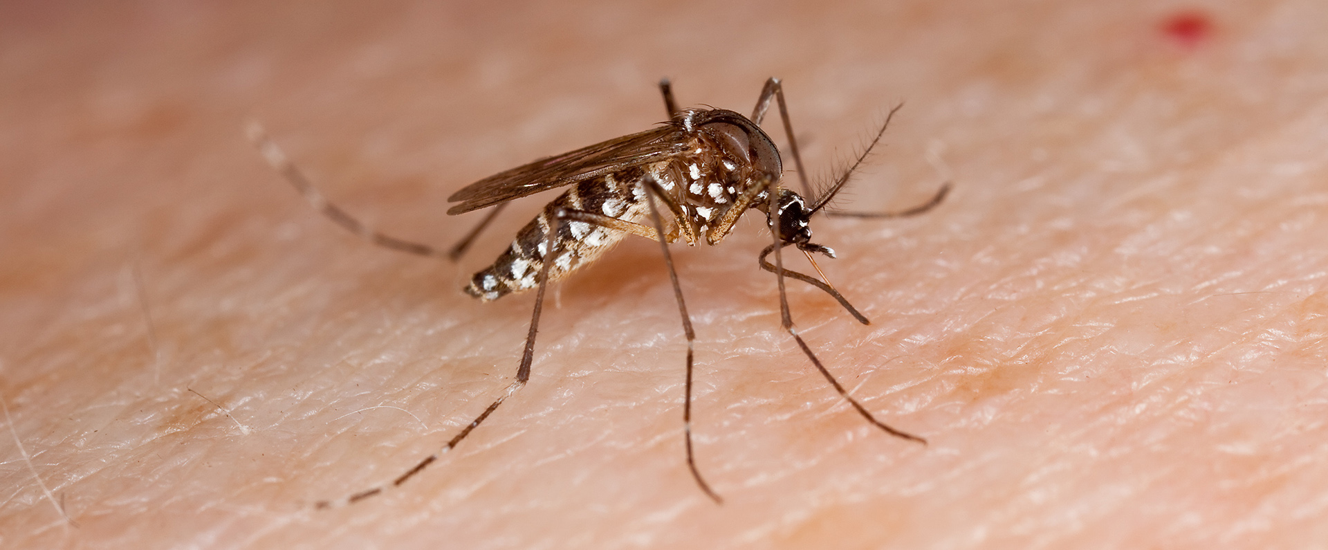 A mosquito on skin
