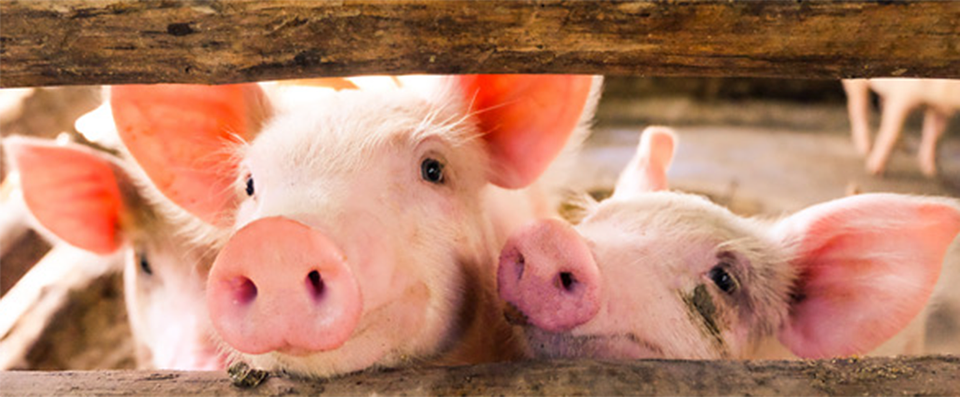 Three pigs