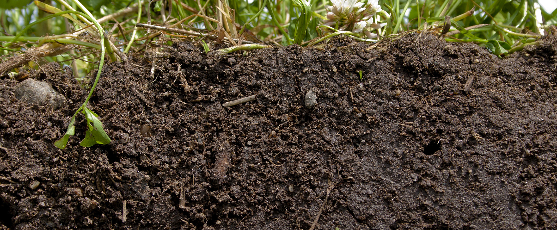 Soil and plant roots