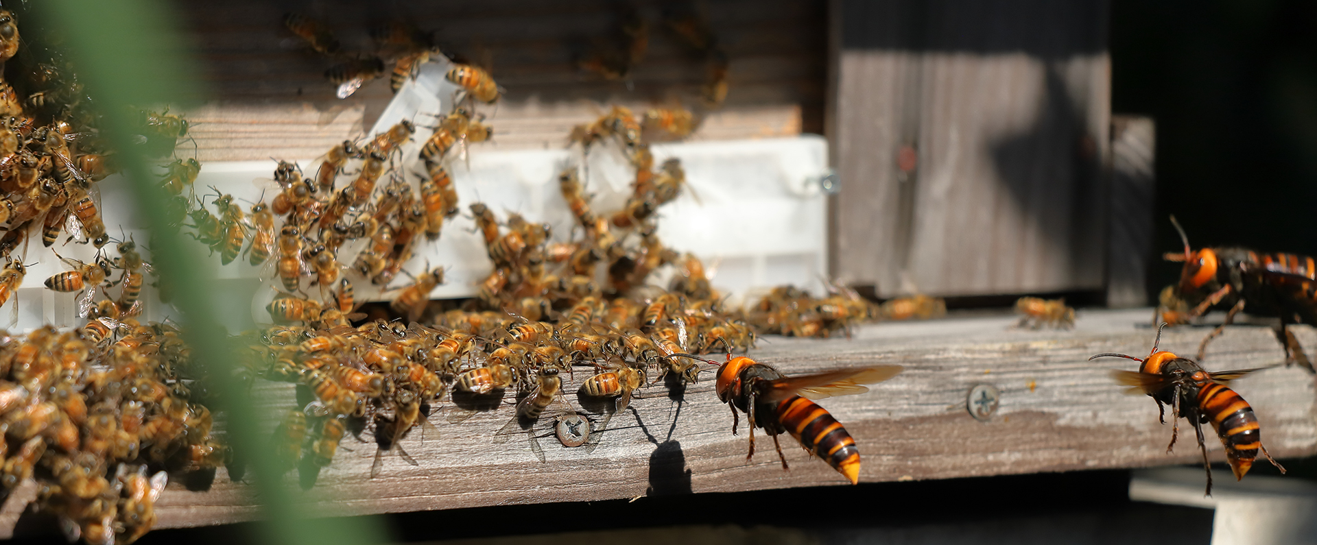 Three Asian giant hornets attacking a honey bee hive