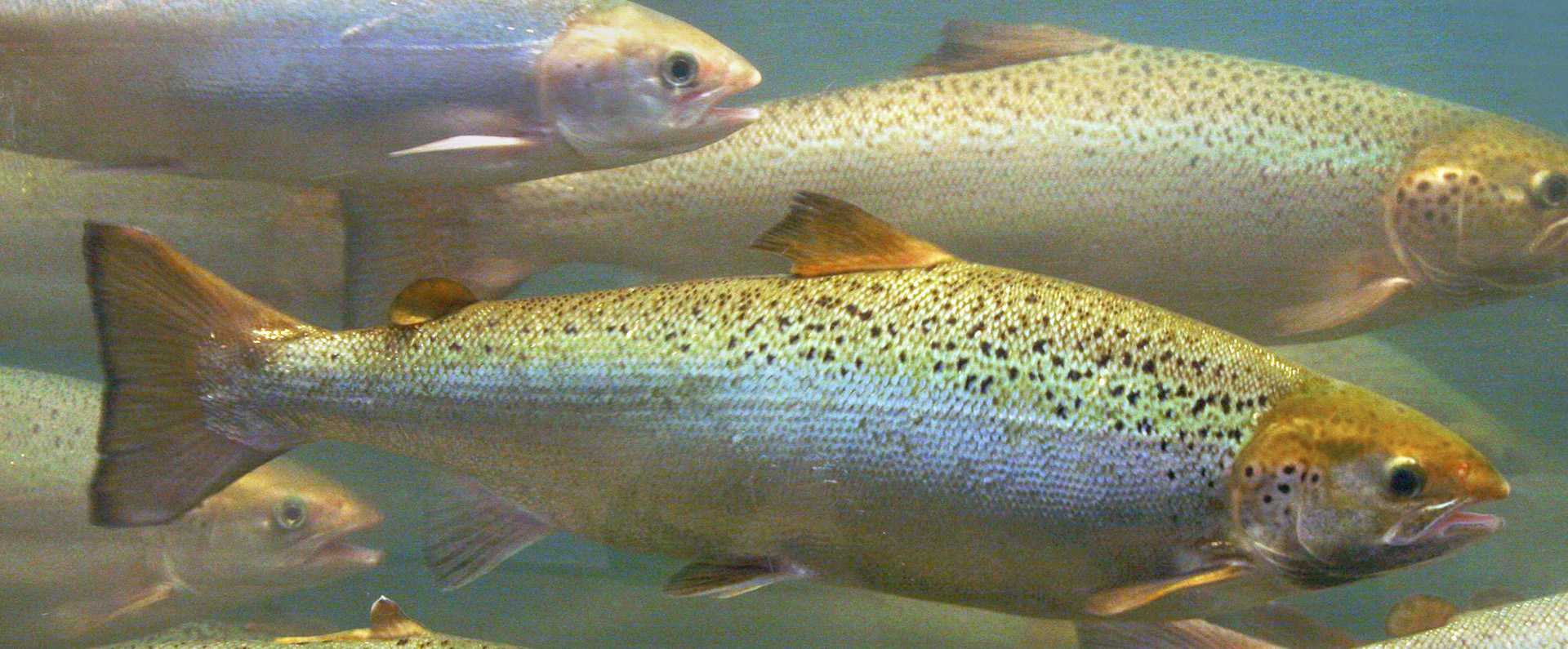 Salmon swimming in a tank