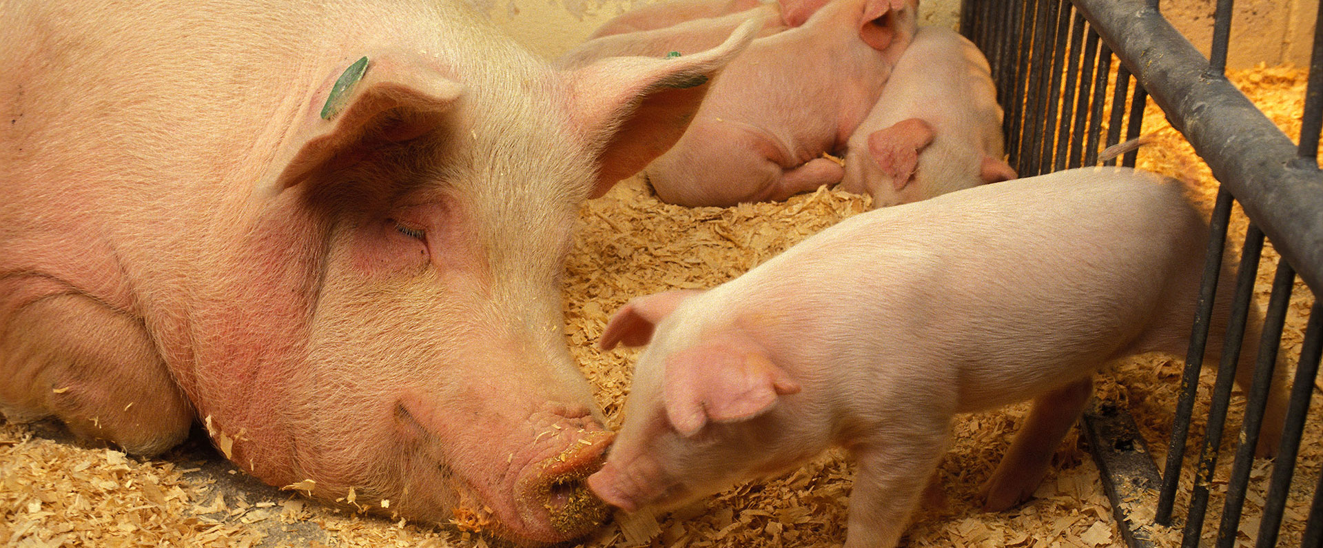 A sow and three piglets