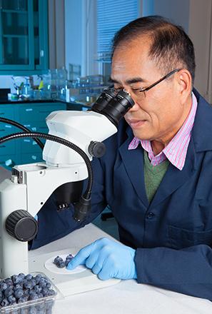 D4768 1 Aijun Zhang examining infested blueberries under a microscope.