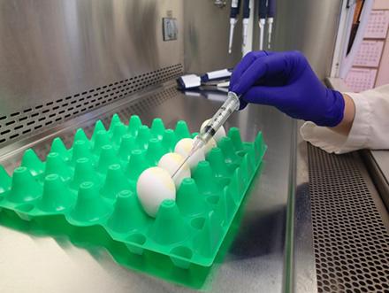 D3118 1AI Avian influenza virus being extracted from a chicken egg.