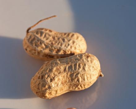Olepeanut Peanuts in the shell