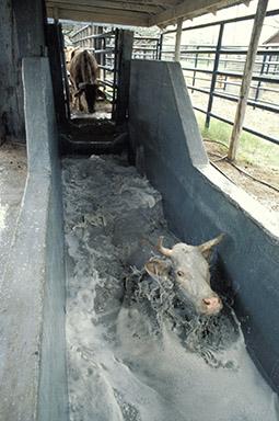 K5442-8Tickprotection Cattle going through a tick treatment bath