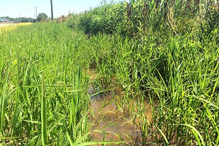 D5041 1 Leersia oryzoides, commonly known as rice cutgrass, growing in a farm ditch.