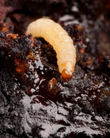 d2081-1 A lesser peachtree borer larva