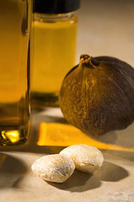 D848-1tungoil Tung tree fruit—about 3 inches in diameter—seeds, and oil.
