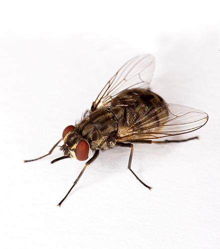 Stablefly Stablefly image
