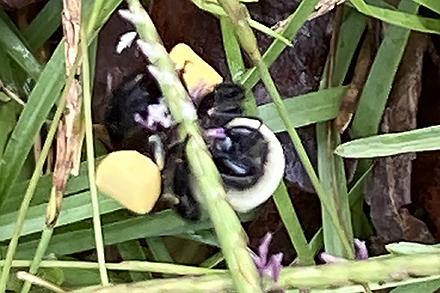 Beecentipedegrass440 Bees gathering pollen from centipedegrass