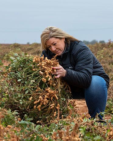 D4264-15 ARS biologist, Kelly Chamberlin inspects “Contender” peanuts in a test plot.