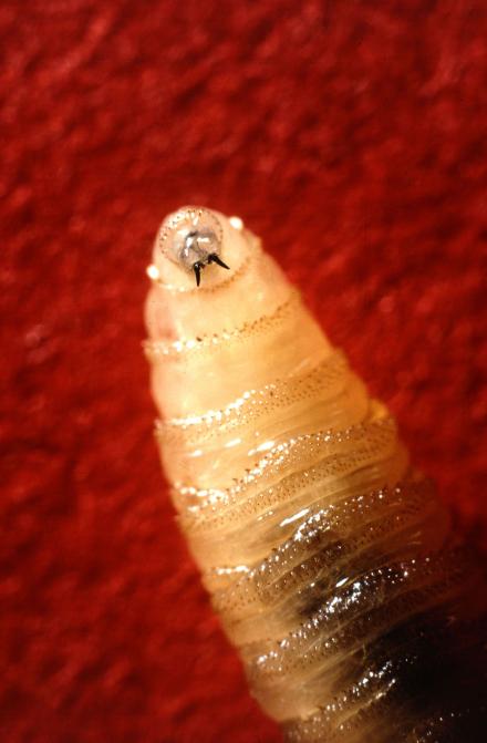 K7576 1 a screworm
