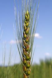 Wheat K11702 1 A stalk of wheat