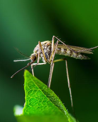 Mosquito Close Up mosquito