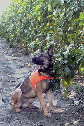 Caninesdetect Caninesdetect image