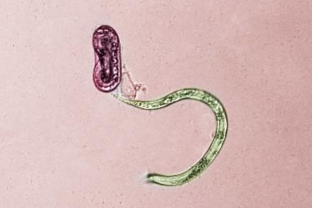 D5074-2Rootknotnematode Two juvenile guava root-knot nematodes