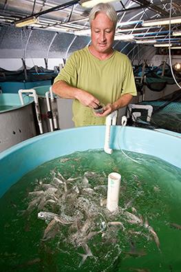 D1228-11Pompano Marty Riche feeding juvenile Florida pompano in a tank