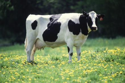 K5176 3 A dairy cow in a field