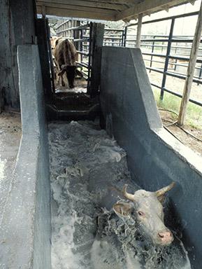 Cattletick Cattletick image
